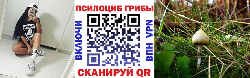где можно купить наркотик  Тамбов  Галлюциногенные грибы Psilocybe 